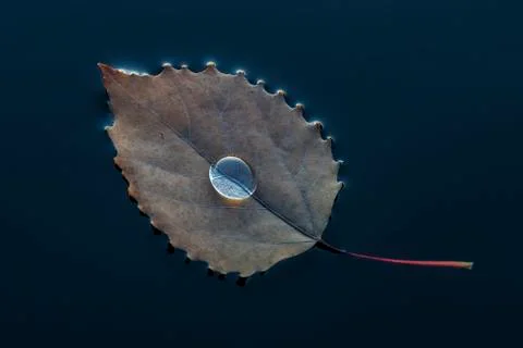 A floating large-tooth aspen leaf cradles a large water droplet Stock Photos
