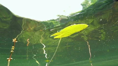 Floating leaf of arrowhead aquatic plant on water surface Stock Footage 156798708