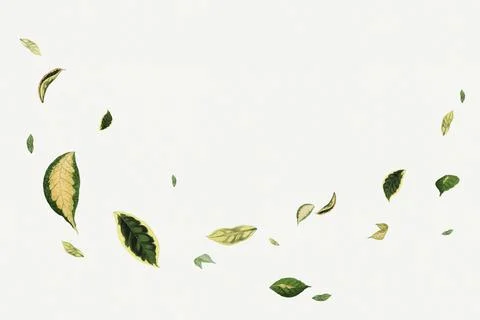 Floating leaf , botanical nature graphic Stock Photos
