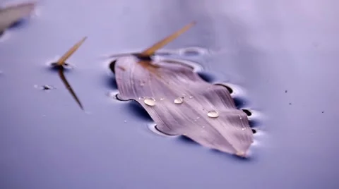 Floating leaf of the broad-leaved pondweed Potamogeton natans Stock Footage 68406630