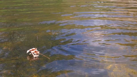 Floating Leaf, Clear Water, Nature Stock Footage 293270860