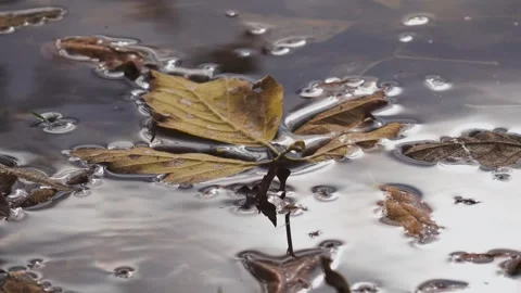 Floating leaf drifts in still water during the winter season Stock Footage 325820575