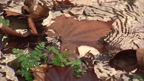 FLOATING LEAF Stock Footage 79946825