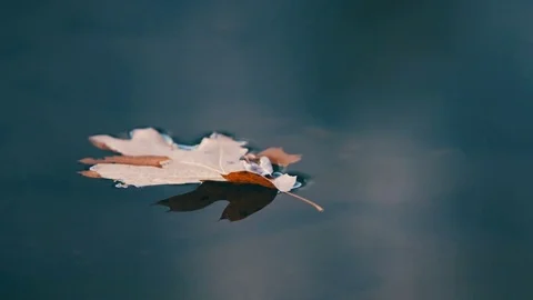 Floating Leaf Stock Footage 82049431
