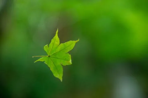 Floating leaf Stock-Fotos