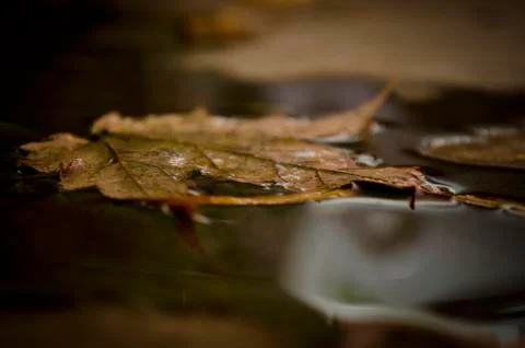 Floating Leaf Stock Photos
