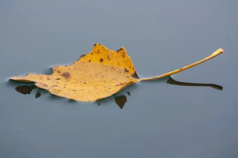 Floating leaf Foto stock