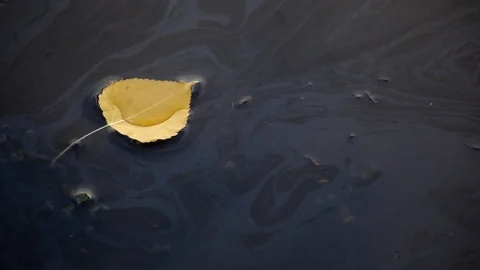A floating leaf in a puddle Stock Footage 101988894