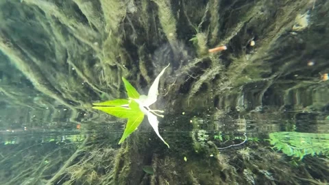 Floating leaf reflecting on a pristine water Stock Footage 318176362