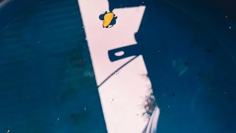 Floating Leaf: Shadows and Stillness Stock Photos