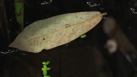 Floating Leaf With Water Droplet on Dark Tropical Pond Thailand Video stock 335355997