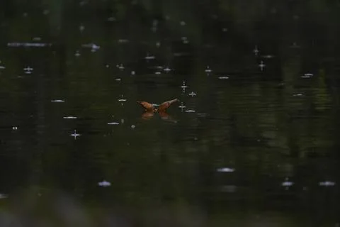 Floating Leaf on Water Stock Photos