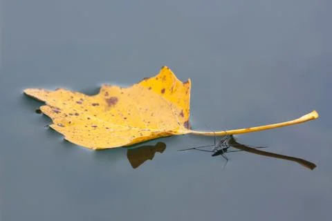 Floating leaf with water striders Stock Photos