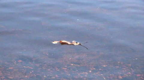 Floating Leaf on Water Surface Stock Footage 47746672