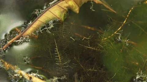Floating Leaves Above Algae in Still Tropical Water Stockbeeldmateriaal 334700096