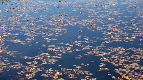 Floating leaves from the bridge Stock Footage 101948307
