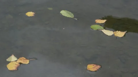 Floating leaves on calm water surface, showcasing vibrant autumn colors, with Stock Footage 319474528