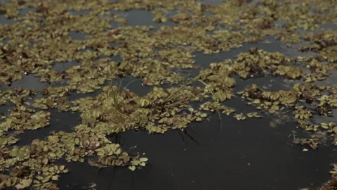 Floating leaves cover the water surface in a quiet location during the day Stock Footage 327958461