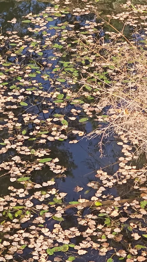 Floating leaves drift gently on quiet water Stock-Footage 347674887