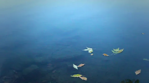 Floating Leaves Stock-Footage 34417928
