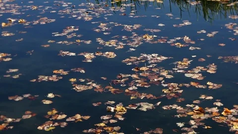 Floating leaves Stock Footage 101948097