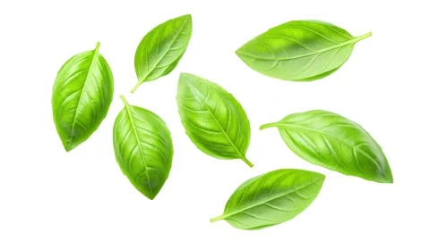 Floating leaves isolated on white Stock Footage 339340511