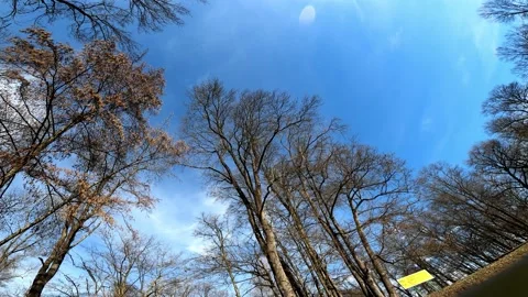 Floating leaves on surface of park lake Stock Footage 135161678
