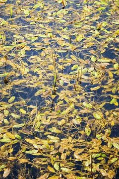 Floating Leaves on Water Surface Stock Photos