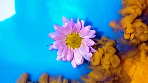 Floating light pink flower slowly wrapped in yellow and blue ink Stock Footage 107881016