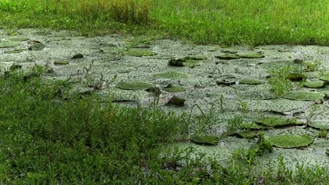 Floating lily pads covering a calm freshwater wetland with lush green vegetation Vídeo Stock 337928845