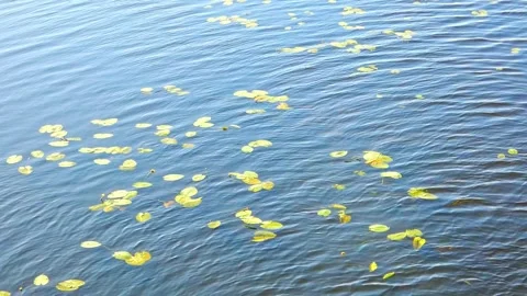 Floating lily pads move gently on the surface of clear water in a tranquil setti Stock Footage 326958823