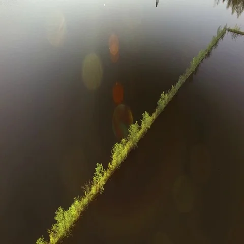 Floating log barrier with small trees at a lake, aerial shot Stock Footage 69729864