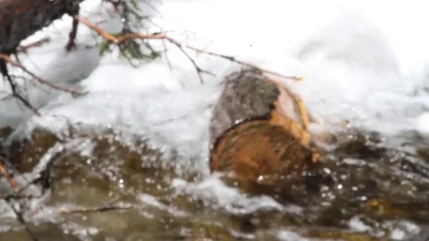 Floating Log Stock Footage 79576636