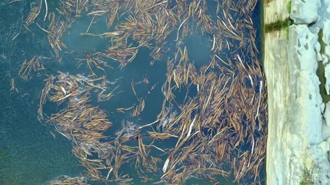 Floating logs at the base of a waterfall ascending drone shot Stock Footage 155611348