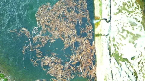 Floating logs at the base of a waterfall descending shot Stock Footage 155612463