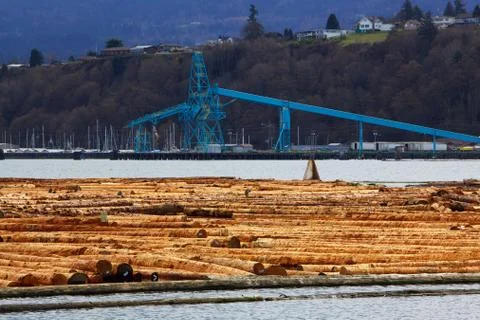 Floating logs of future lumber Stock Photos