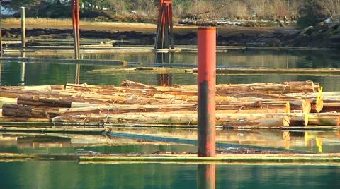 Floating Logs in ocean Harbour between Steel Pilings (slow pan left) Stock Footage 1101189
