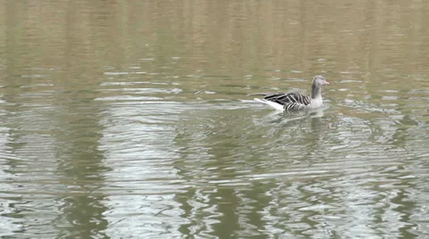 Floating lonely bird on a pond Video stock 32565198