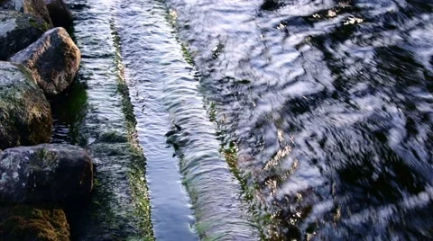 Floating loose log moving in streaming water by riverside Stock Footage 68724901