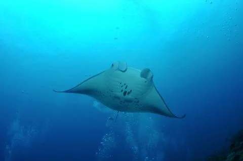 Floating manta Stock Photos