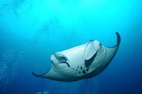 Floating manta ray Stock Photos