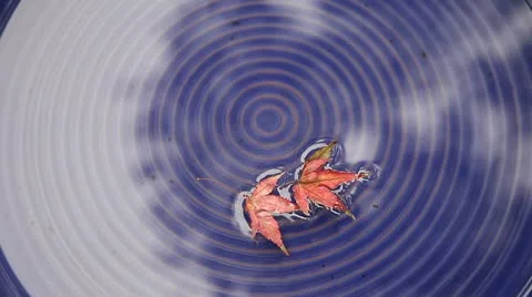 Floating maple leaves Stock Footage 18189650