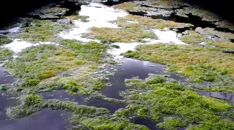 Floating mats of green algae on a pond Video stock 45603738