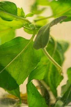 Floating Mint Stock Photos