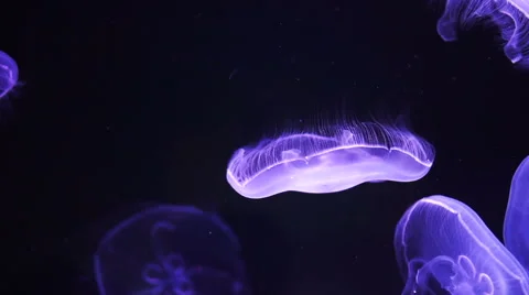 Floating Moon jellyfish (Aurelia aurita) in deep blue ocean Stock Footage