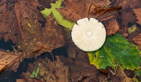 Floating Mushroom Stock Photos