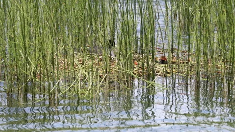 Floating nest Stock Footage 137220675