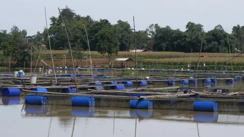 Floating net cages on Lake. This cage is used for fish farming. Stock Footage 268697712