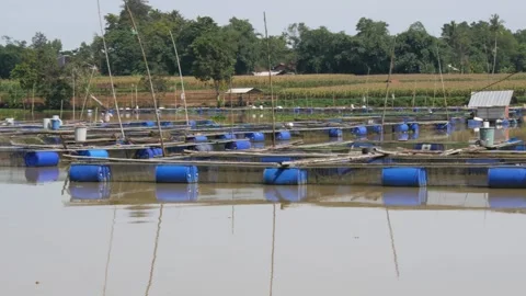 Floating net cages on Lake. This cage is used for fish farming. Stock Footage 268698224
