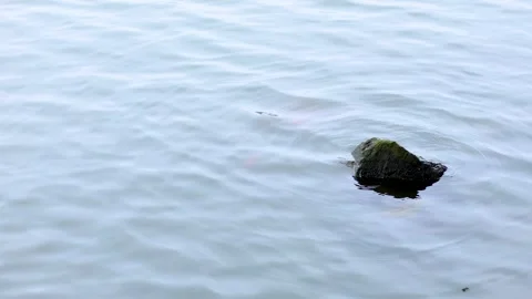 Floating Object on Hanoi Water Surface Stock Footage 311431993